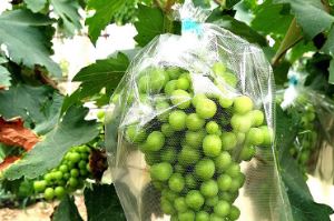 全透明微孔透氣膜袋