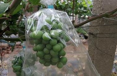 葡萄微孔透氣膜袋